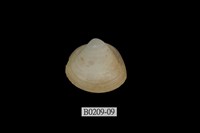 藏品(方形馬珂蛤)的圖片